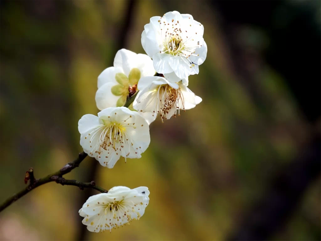 Plum Blossom White Petals Yellow Stamen Green gray Background
