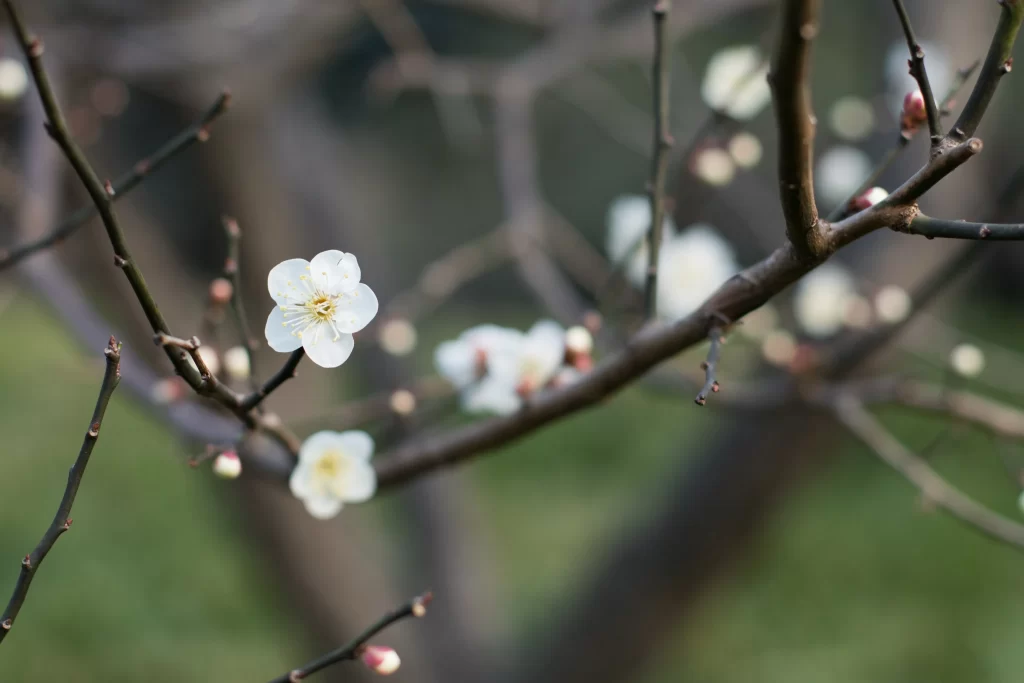 Plum Blossom White Petals Yellow Stamen Brown Branch Green gray Background