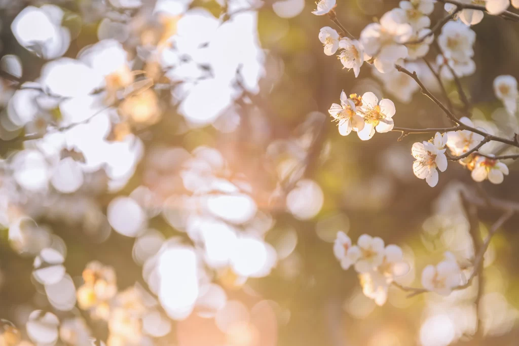 Plum Blossom White Petals Yellow Stamen Brown gray Branch