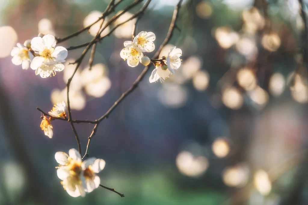 Plum Blossom White Petals Yellow Stamen Brown Branch Green gray Background
