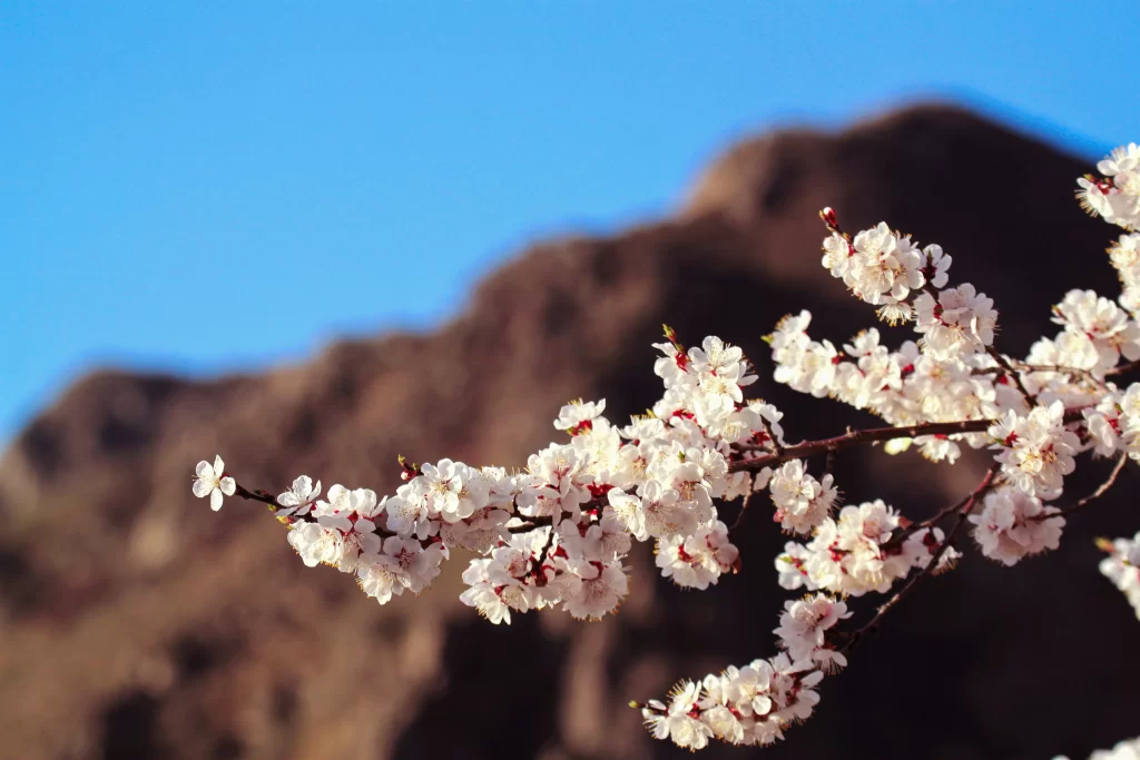 Plum Blossom White Petals Red Stamen Blue Sky Brown Mountain