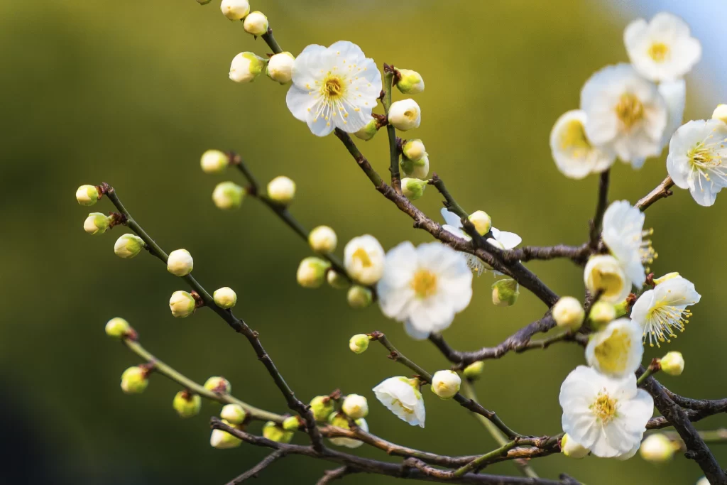 Plum Blossom White Petals Yellow Stamen Green Bud