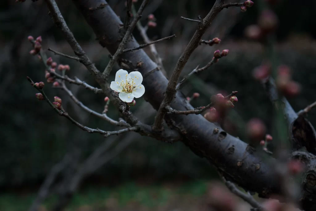 Plum Blossom White Pink Brown