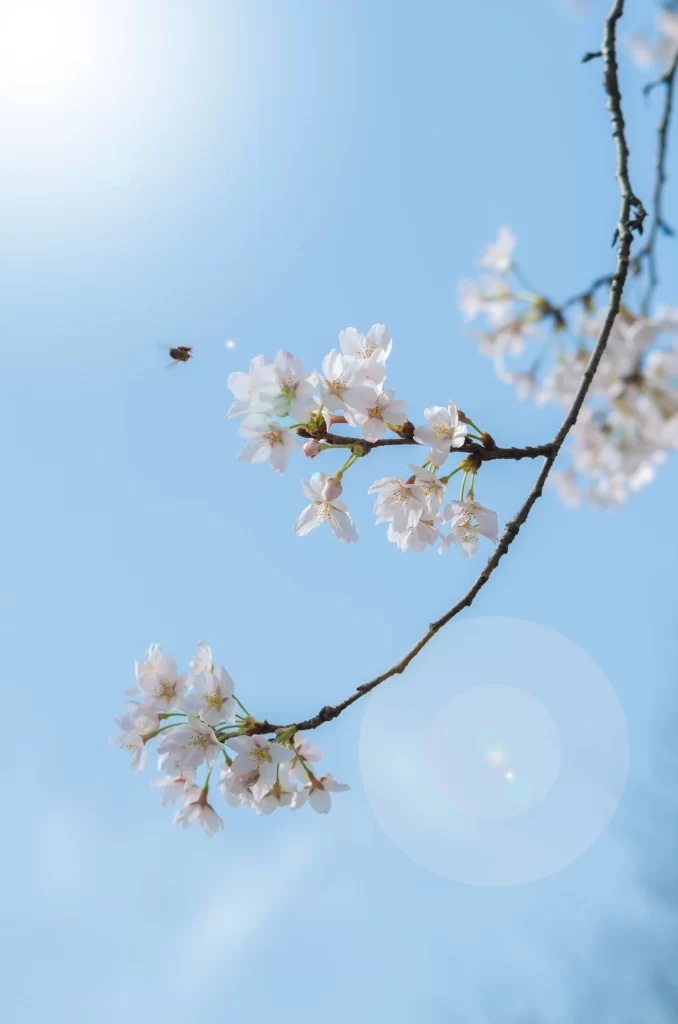 Plum Blossom White Pink Blue Sky
