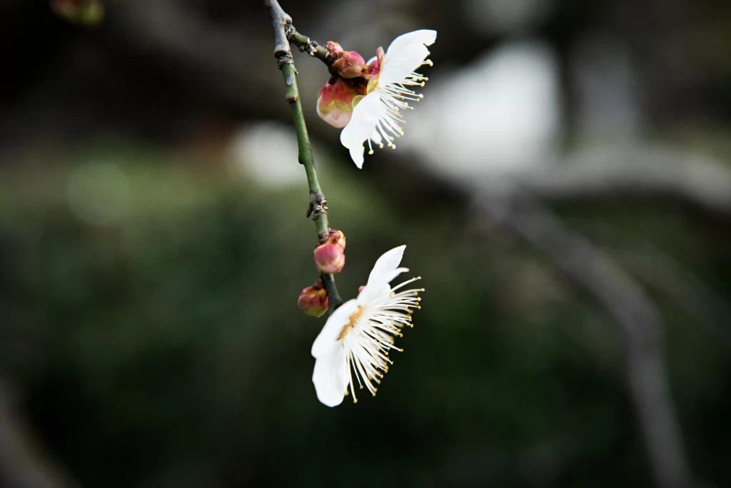 Plum Blossom White Pink dark Green