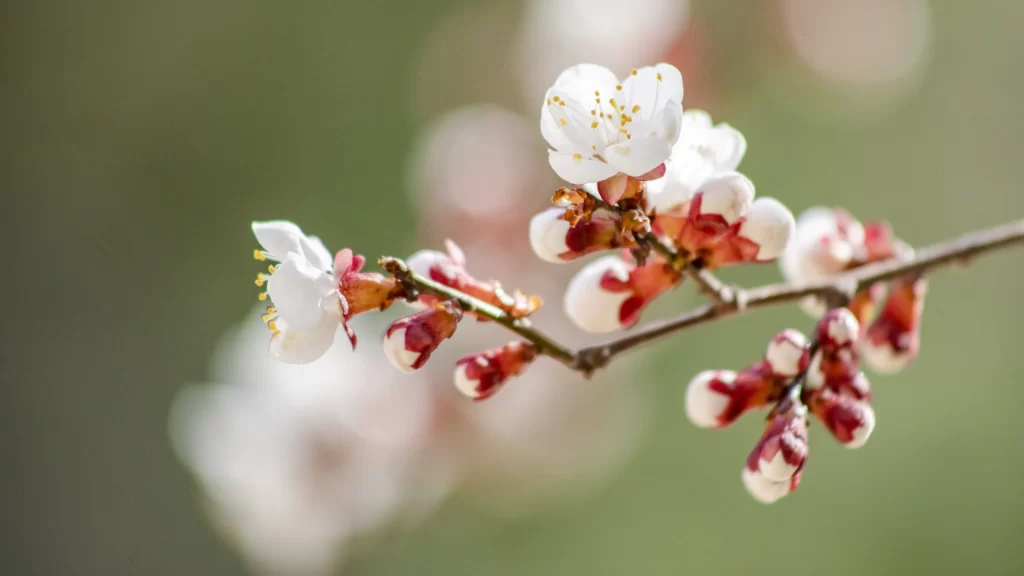 Plum Blossom White Pink gray Green