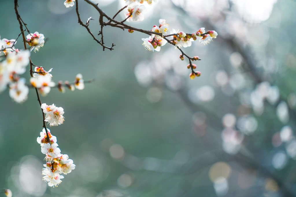 Plum Blossom White Pink gray Green