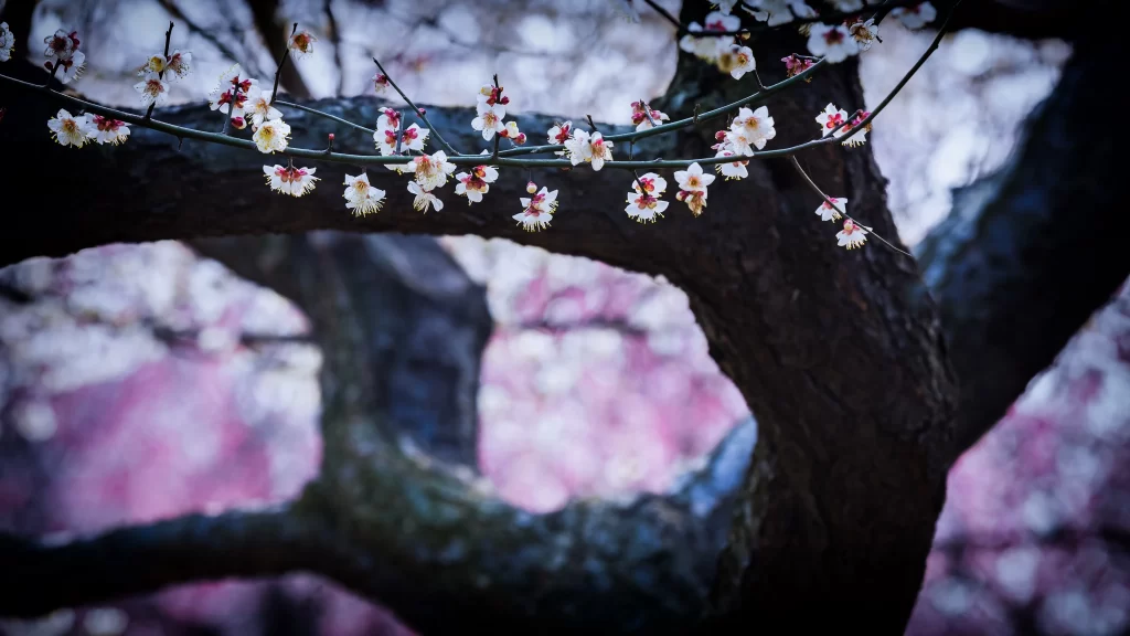 Plum Blossom White Pink Petals Dark Branches
