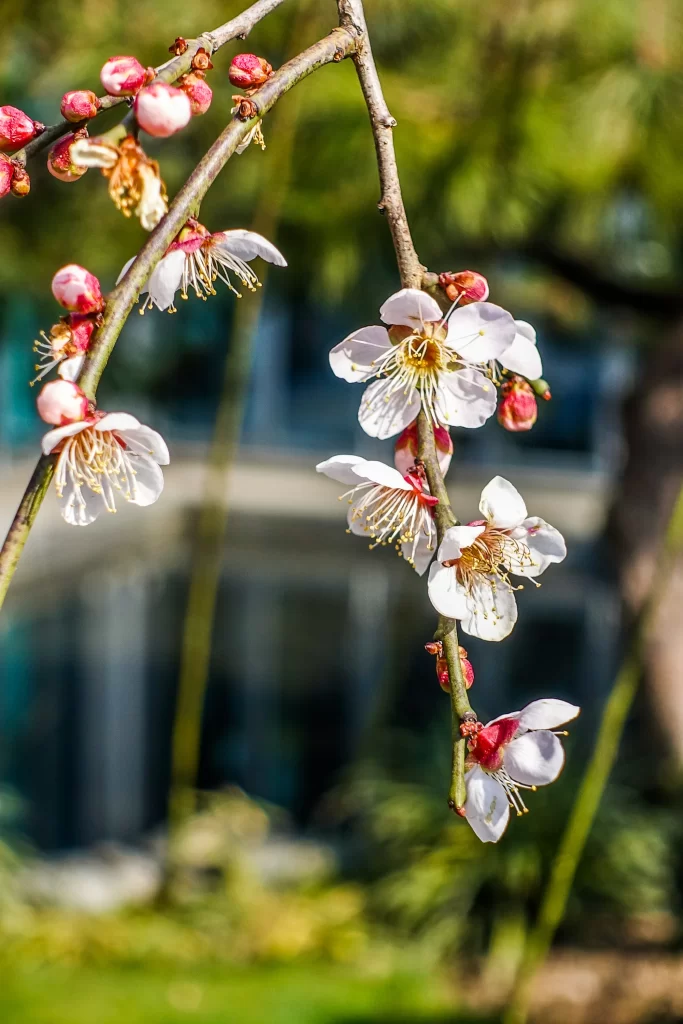 Plum Blossom White Pink Petals Green Leaves