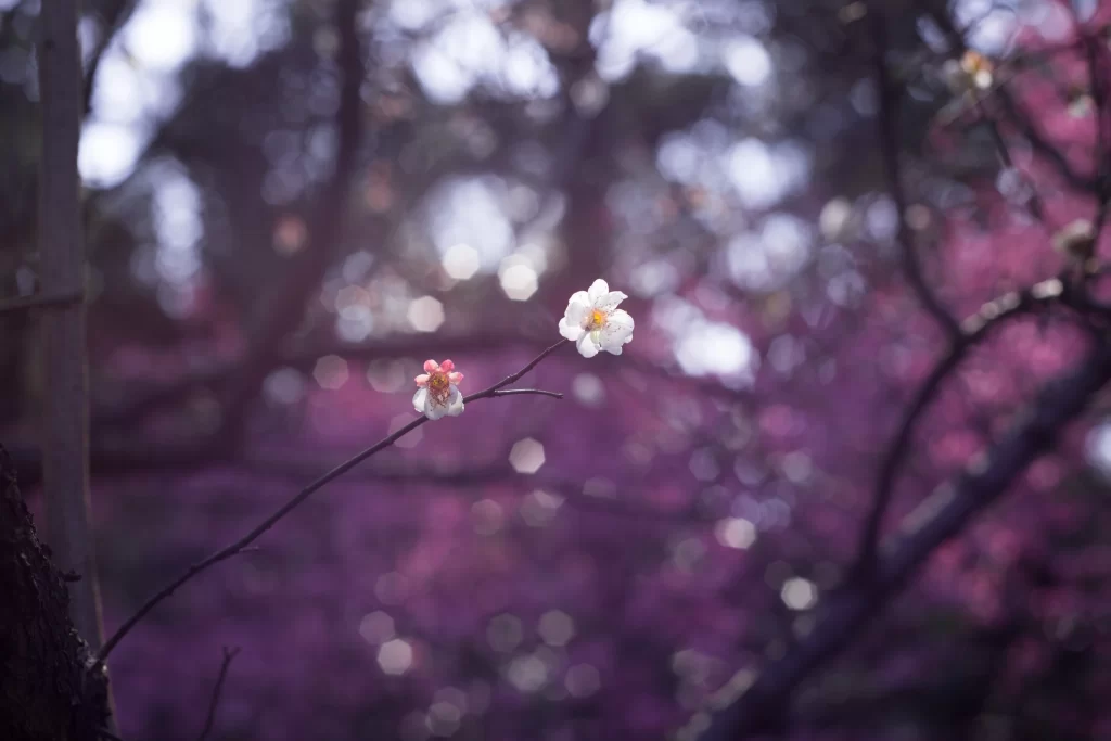 Plum Blossom White Pink Purple