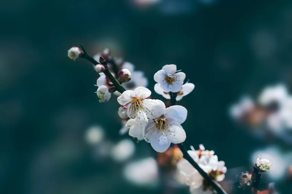 Plum Blossom White Pink Petals Green Branch