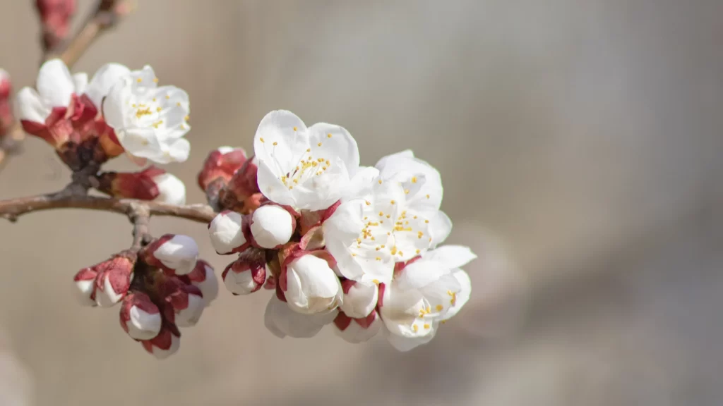 Plum Blossom White Pink Petals Yellow Stamen Brown Branch