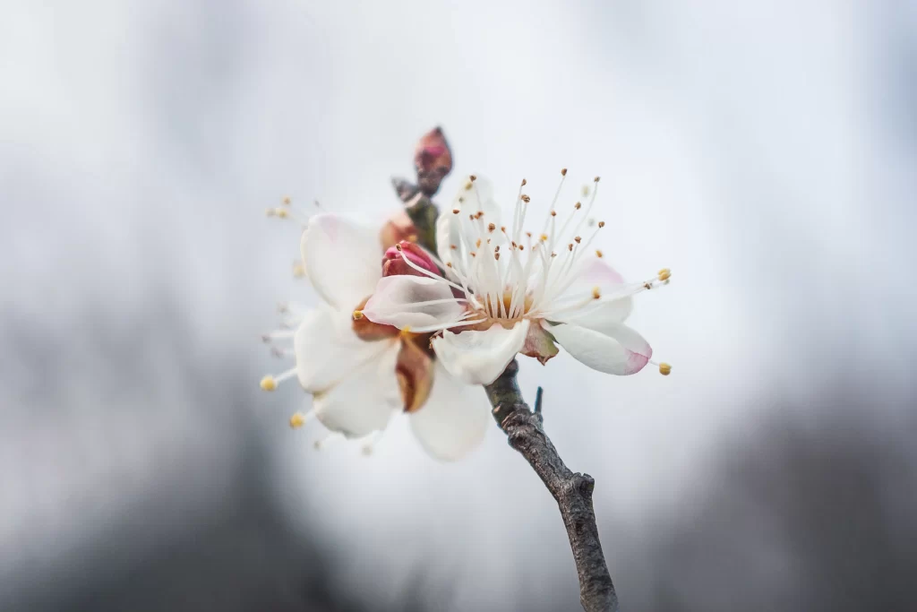 Plum Blossom White Pink Petals Brown Stem