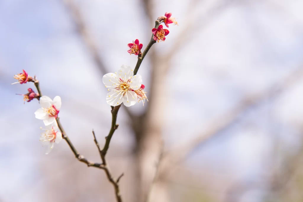 Plum Blossom White Pink Petals Brown Branch Blue Sky