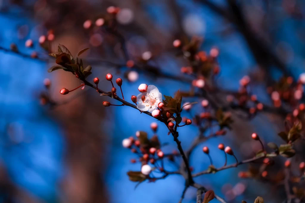 Plum Blossom White Pink Red cool Blue