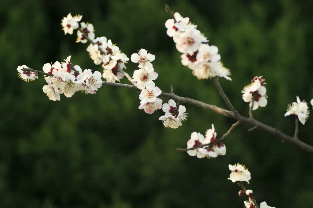 Plum Blossom White Pink Red gray Green