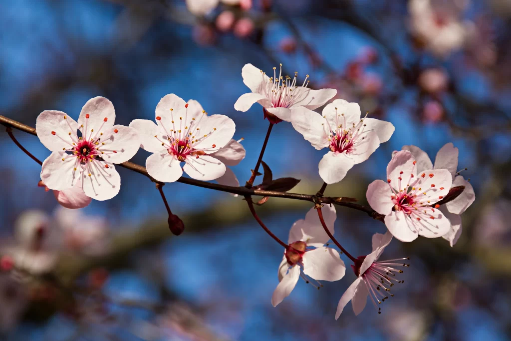 Plum Blossom White Pink Red gray Blue