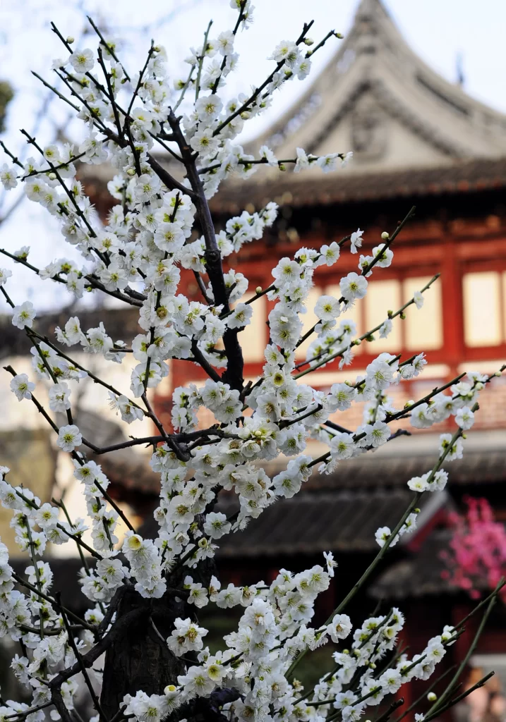 Plum Blossom White Pink Red Building