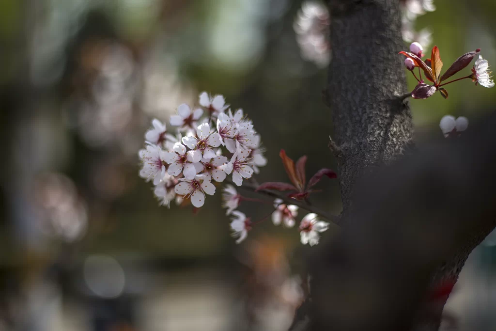 Plum Blossom White Pink Red gray Green