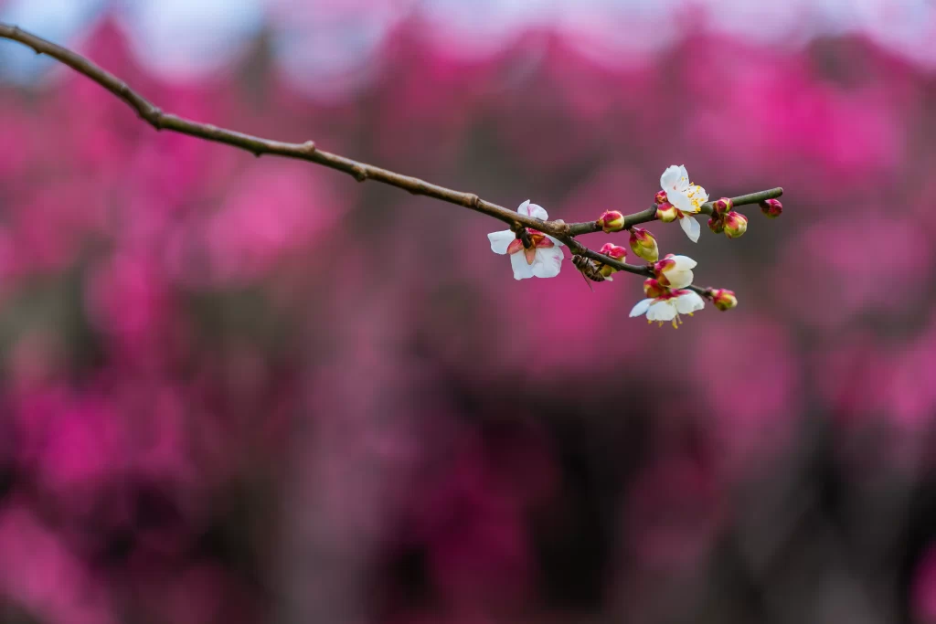 Plum Blossom White Pink Red warm Green