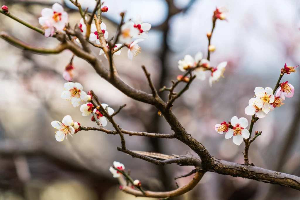 Plum Blossom White Pink Red Brown