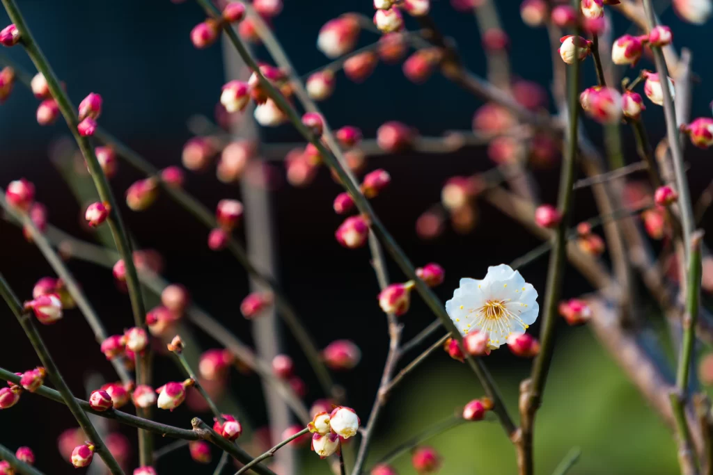 Plum Blossom White Pink Red gray Green