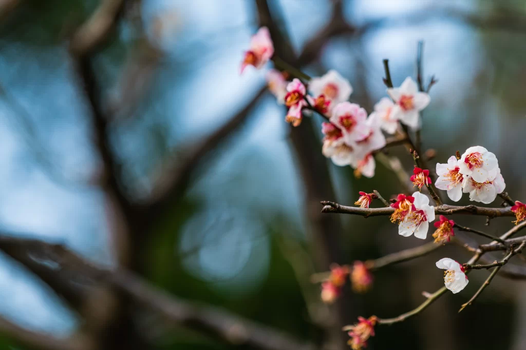 Plum Blossom White Pink Red Brown Branch