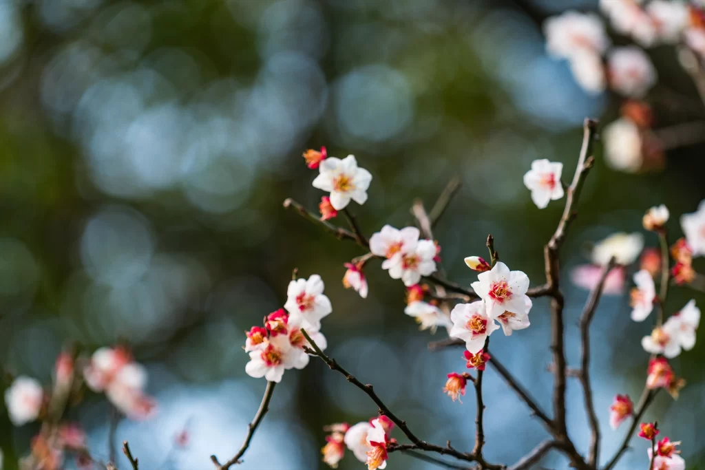 Plum Blossom White Pink Red gray Green