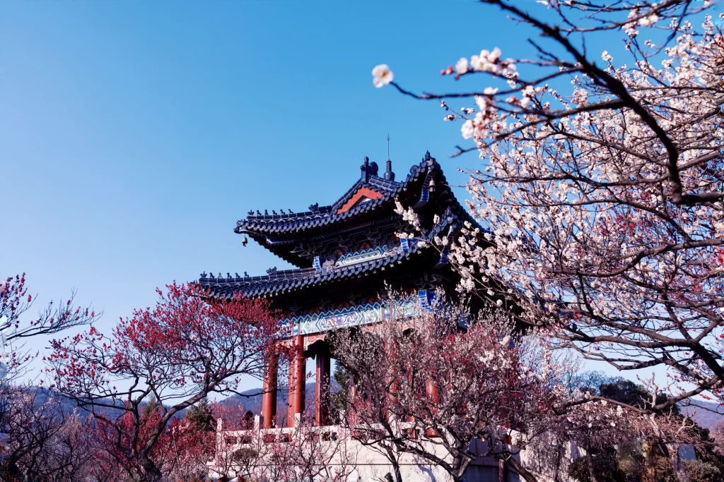 Plum Blossom White Pink Red Blue Sky