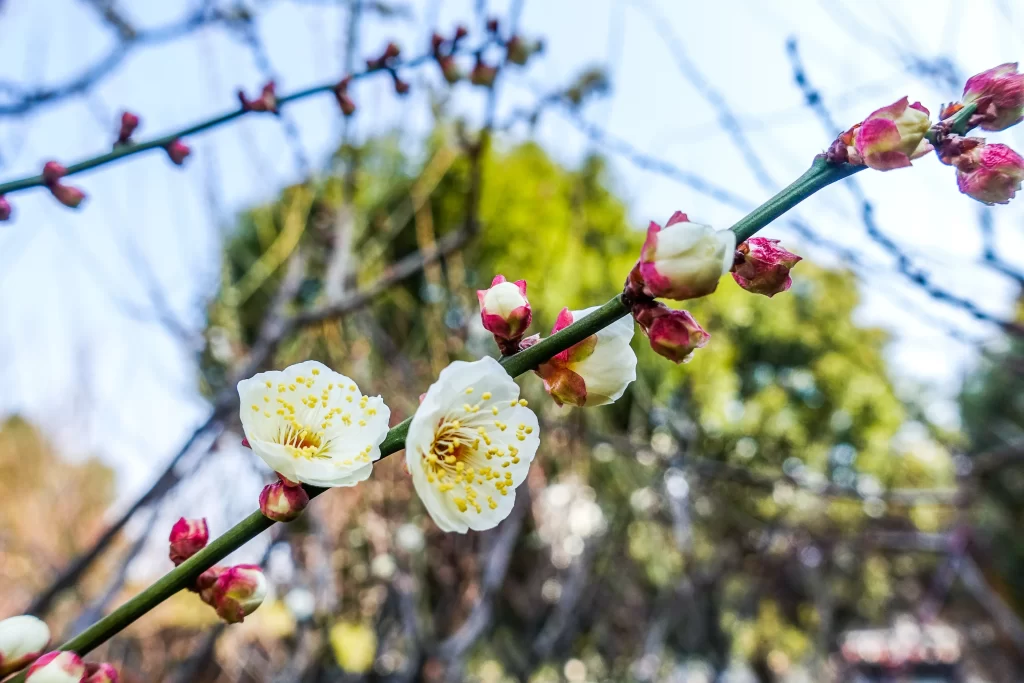Plum Blossom White Pink Yellow gray Green