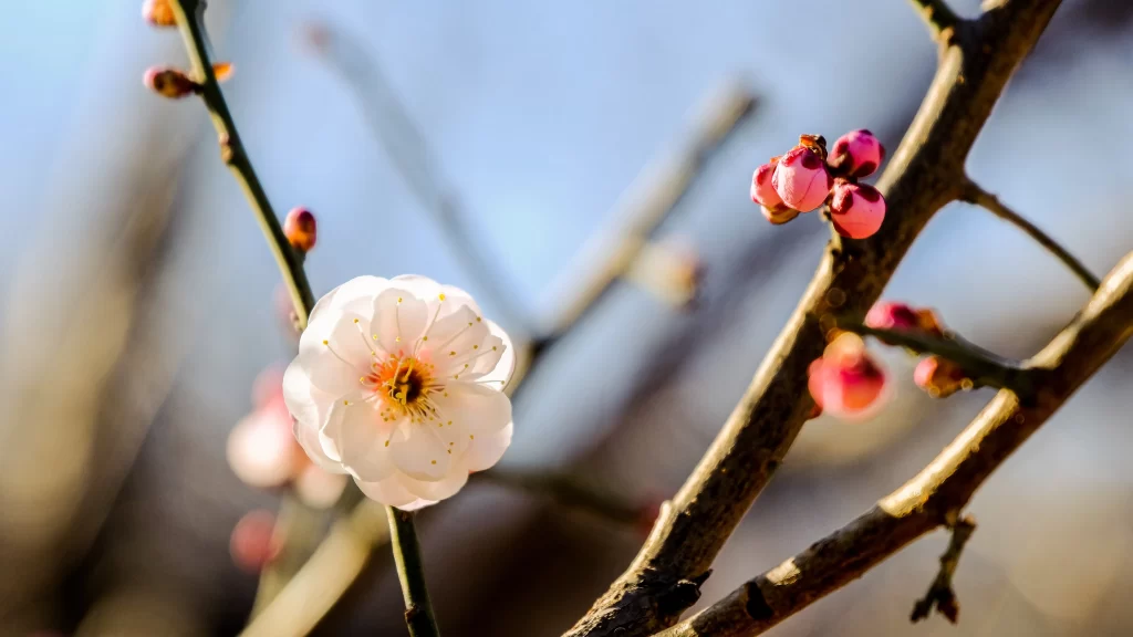 Plum Blossom White Pink Yellow Petals Brown Branches Blue Sky