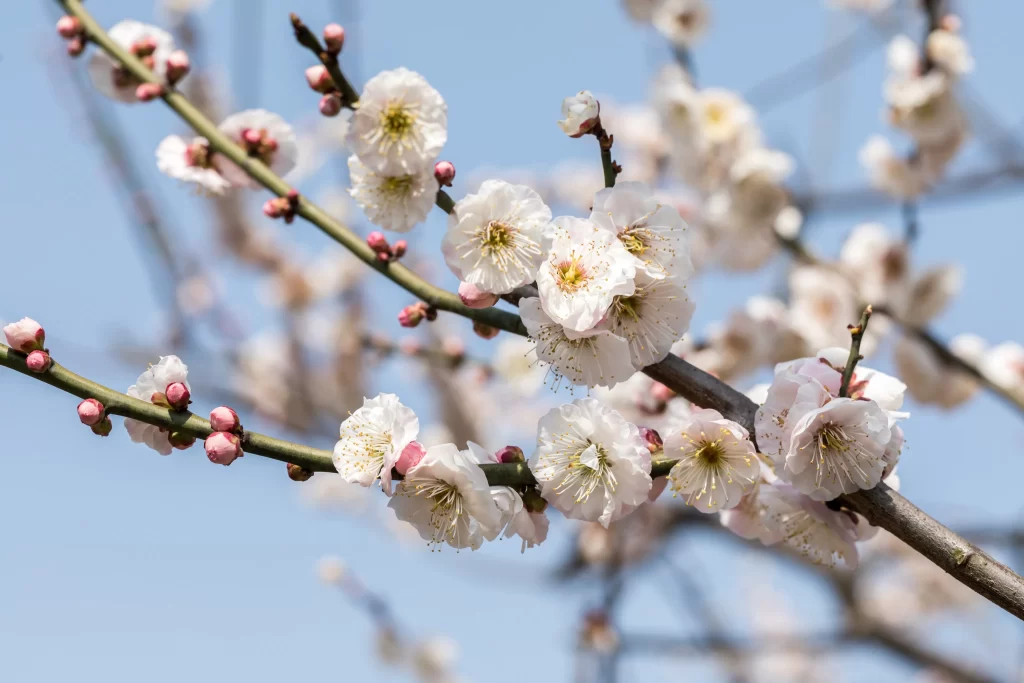 Plum Blossom White Pink Yellow Green Blue