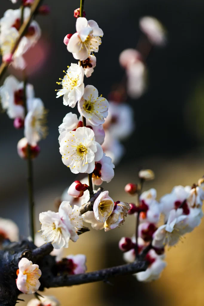Plum Blossom White Pink Yellow