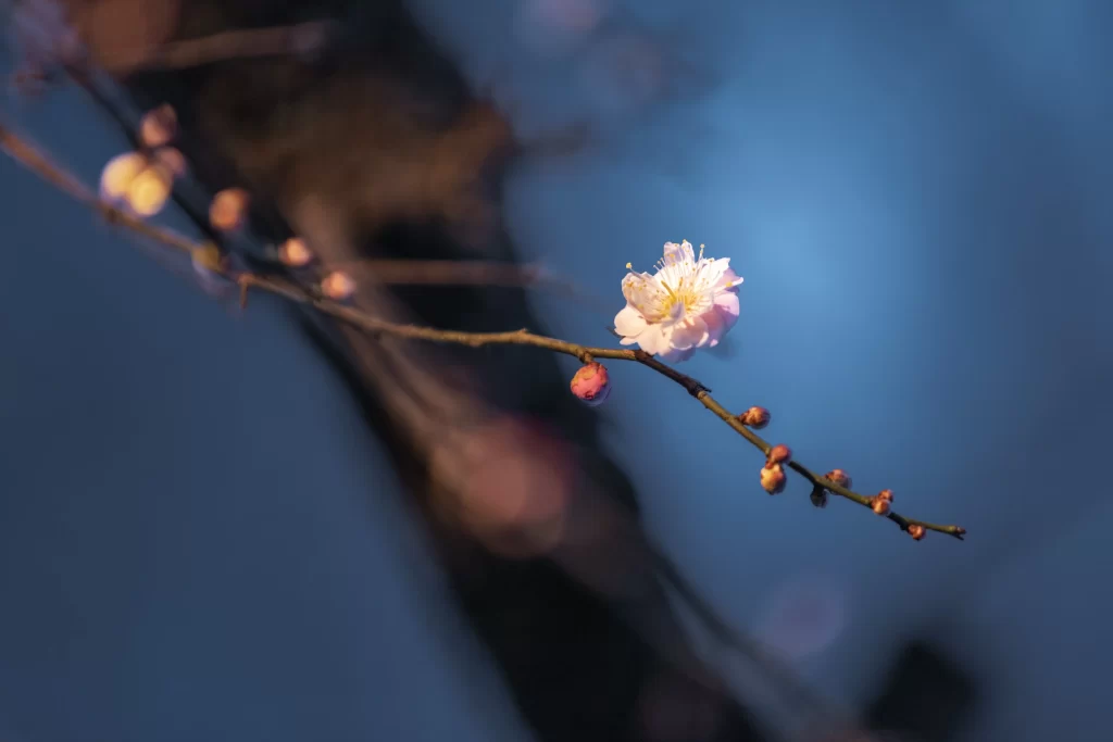 Plum Blossom White Pink Yellow Blue