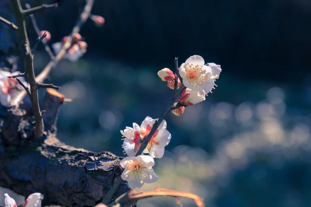 Plum Blossom White Pink Yellow Petals Brown Branch