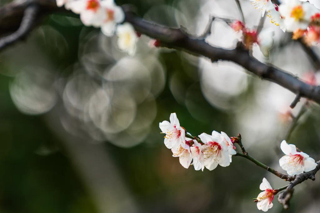 Plum Blossom White Pink Yellow gray Green