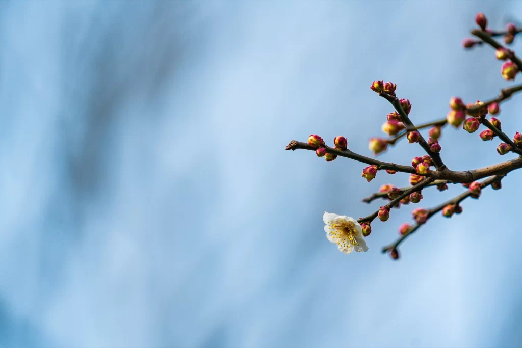 Plum Blossom White Pink Yellow Blue cool Sky