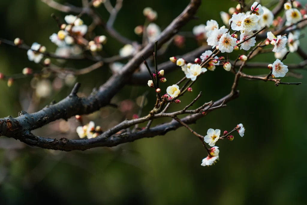 Plum Blossom White Pink Yellow dark Green