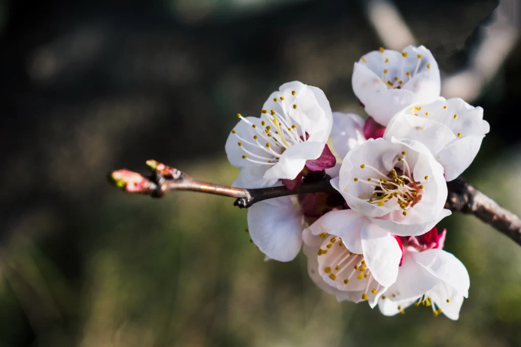 Plum Blossom White Pink Yellow gray Green