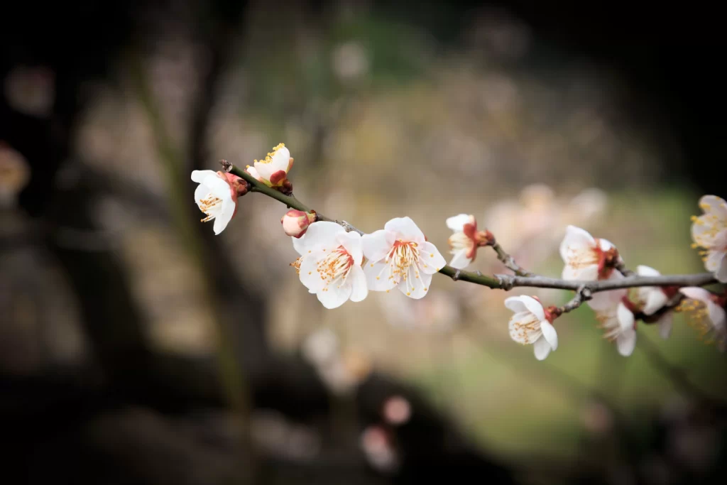 Plum Blossom White Pink Yellow gray Green