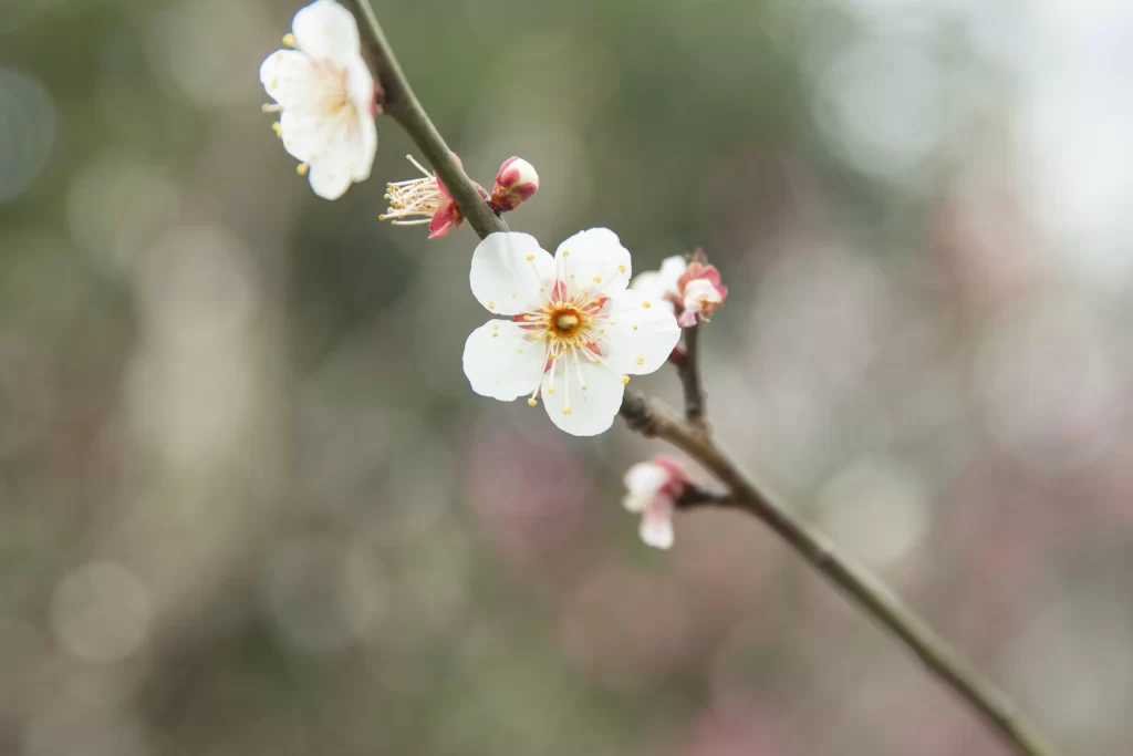 Plum Blossom White Pink Yellow gray Green