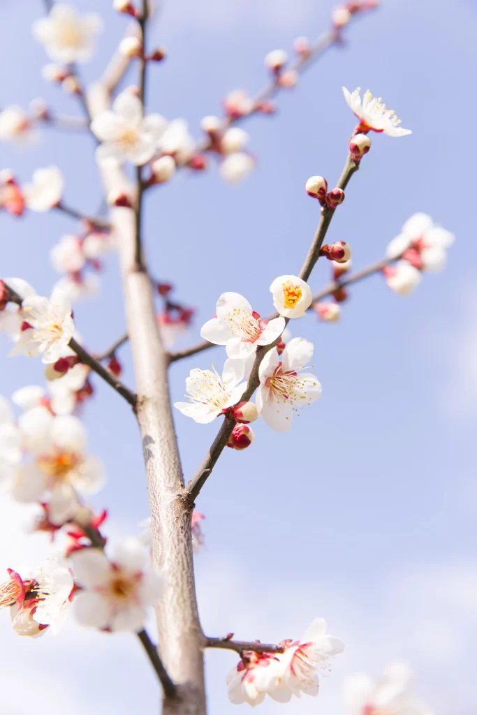 Plum Blossom White Pink Yellow Blue Sky