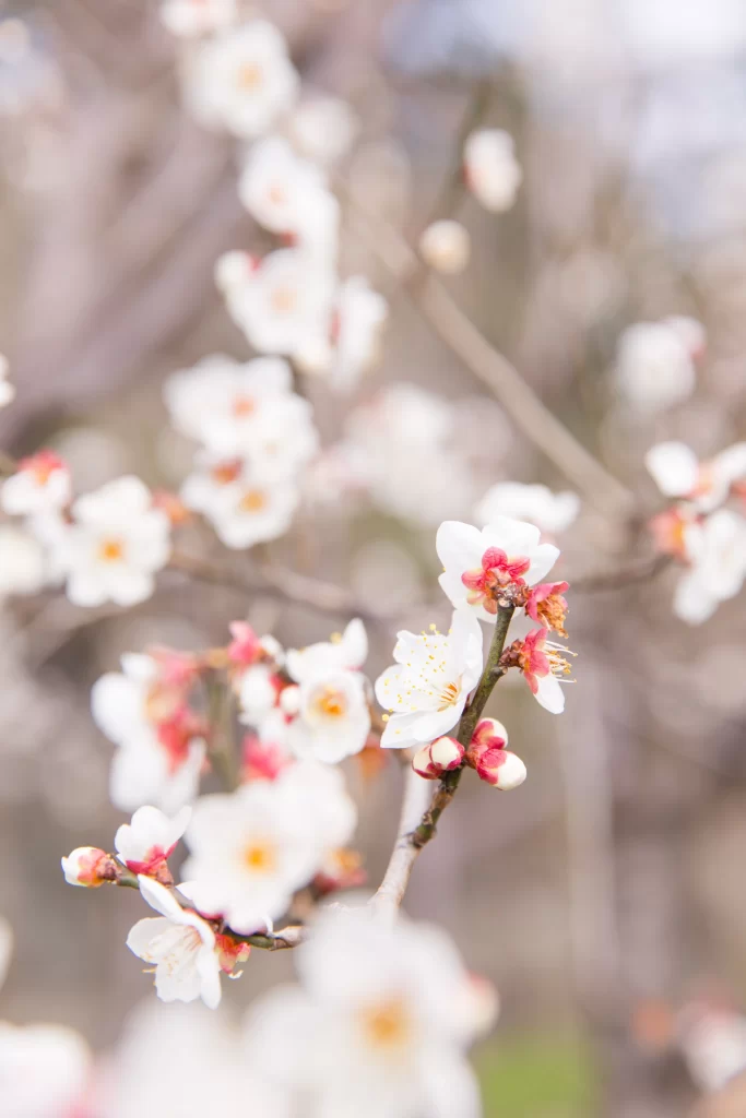 Plum Blossom White Pink Yellow gray Green