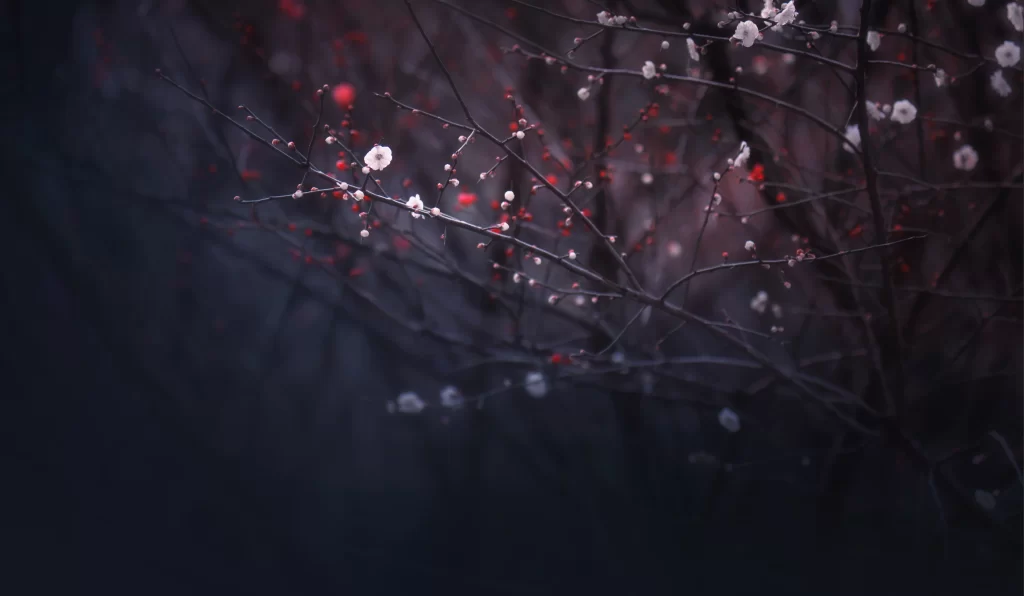 Plum Blossom White Red Black
