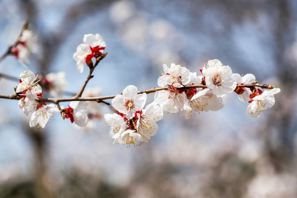 Plum Blossom White Red Brown gray Branch