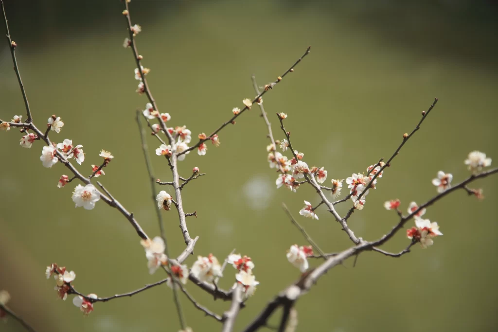 Plum Blossom White Red Brown warm Branch