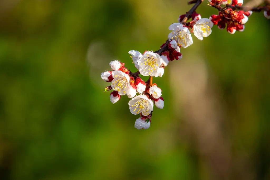 Plum Blossom White Red Yellow Green