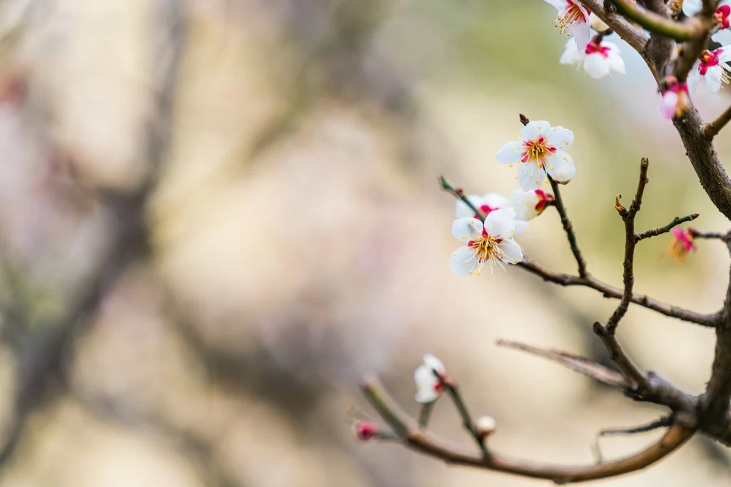 Plum Blossom White Red Yellow