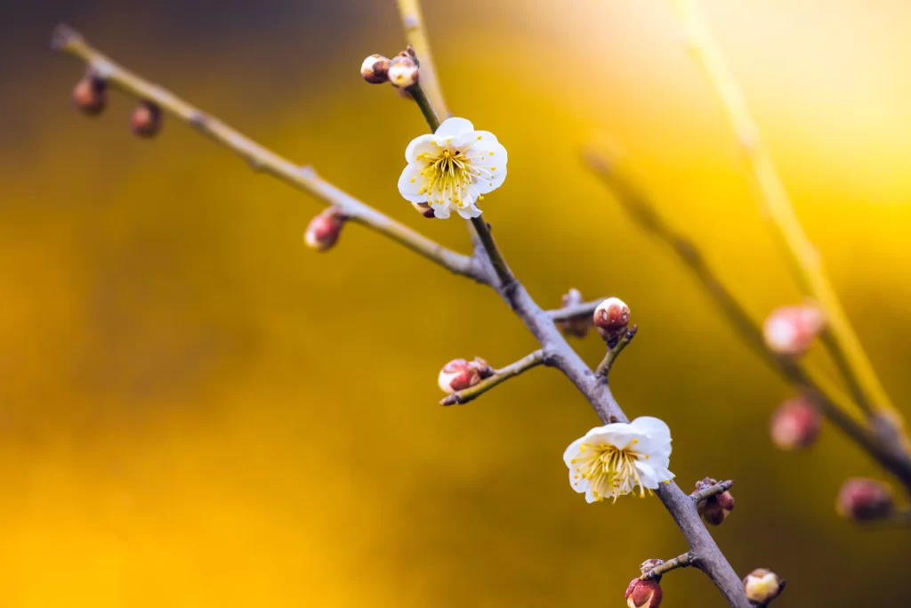 Plum Blossom White Yellow Petals Brown warm Branches