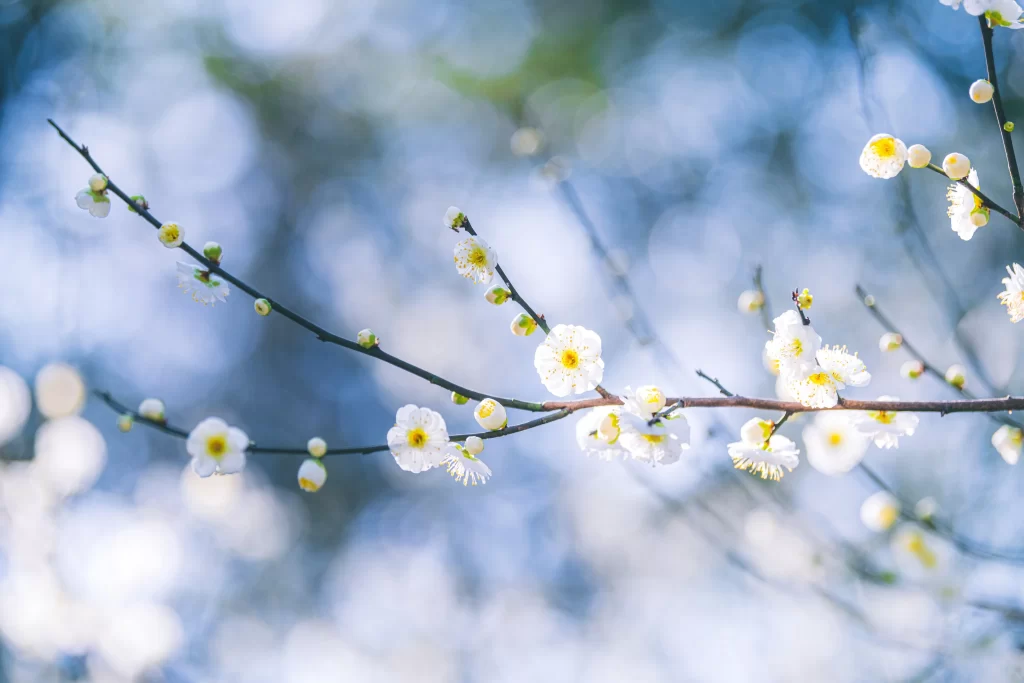 Plum Blossom White Yellow Petals Green Branch Blue Sky